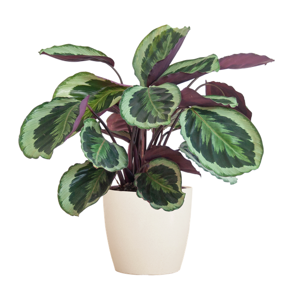 Calathea Medaillon met Viber wit - 65cm - Ø21