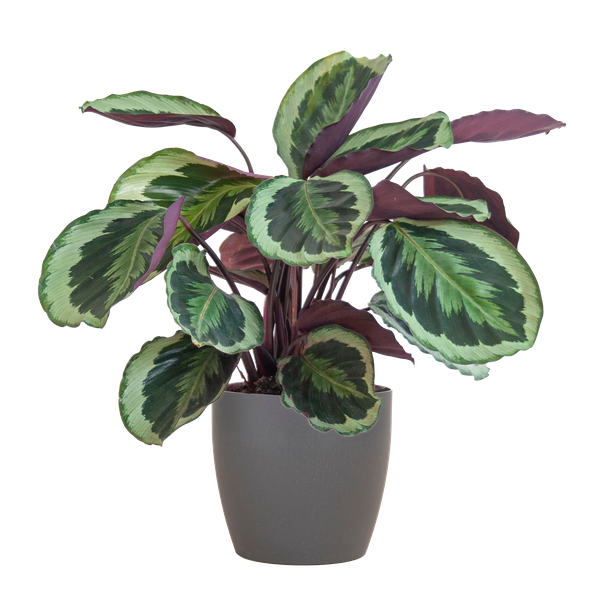 Calathea Medaillon met Viber grijs - 65cm - Ø21