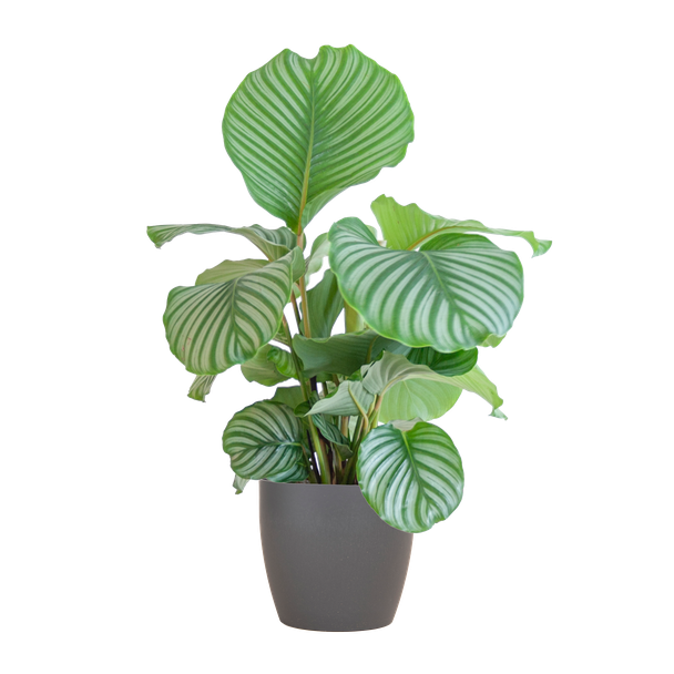 Calathea Orbifolia met Viber grijs - 65cm - Ø21