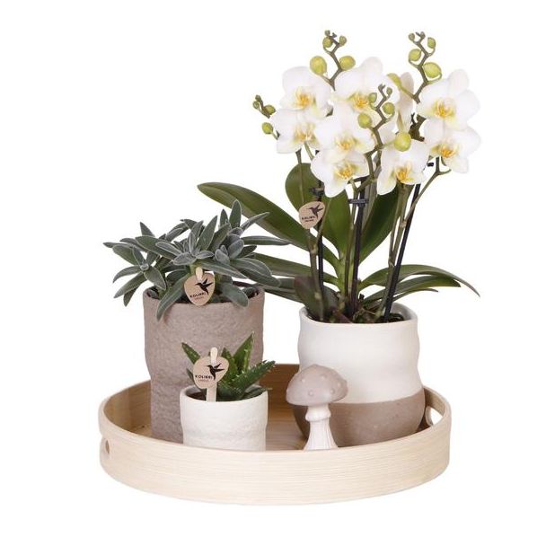 Tip! Gift set, Plantenset Slow Living ,Witte Orchidee Lausanne Ø9cm, Groene Succulent Ø6cm, Keramieken Sierpotten , Houtenl Diendblad