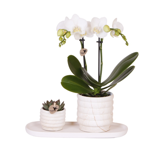 Tip! Gift set, Plantenset Slow Living small ,Witte Orchidee Lausanne Ø9cm, Groene Succulent Ø6cm, Keramieken Sierpotten ,Ovalen Witte  Diendblad