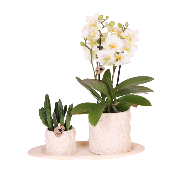 Tip! Gift set, Plantenset Star Fish small ,Witte Orchidee Lausanne Ø9cm, Groene Succulent Ø6cm, Keramieken Sierpotten , Ovaal Diendblad wit