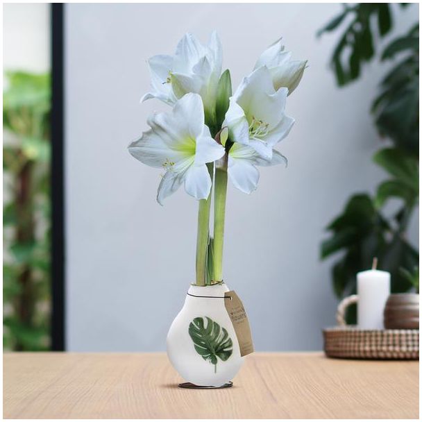 No Water Flowers® (wax amaryllis) | Naturalz Botanical - Monstera + White flower