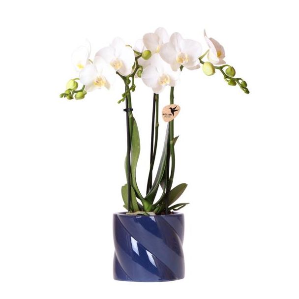 Kado Tip! Vlinder Orchidee Amabilis   , Kleur Wit, Candy Sierpot Blauw, Bloeiende Kamerplant,  Phalaenopsis Orchideeën, Potmaat 09cm