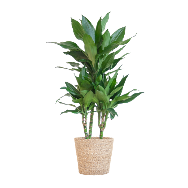 Dracaena  Janet Lindt met Sofia mand naturel - 95cm - Ø21