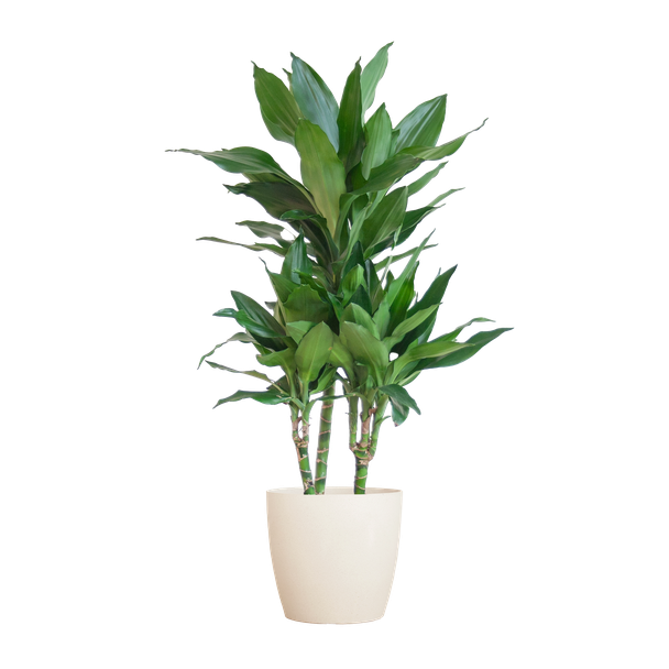 Dracaena  Janet Lindt met Viber wit - 95cm - Ø21