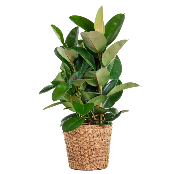 Ficus Elastica Robusta XL met mand Torun - 90cm - Ø27