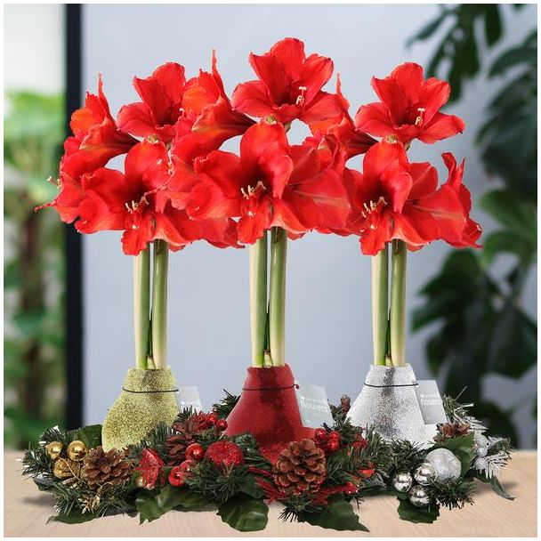 Kerst Tip! Gewaxte Amaryllisbollen, Wreath Christmas Mix, 3 stuks, Kleur Bloem Rood,  Ø10cm, 15cm Hoog,