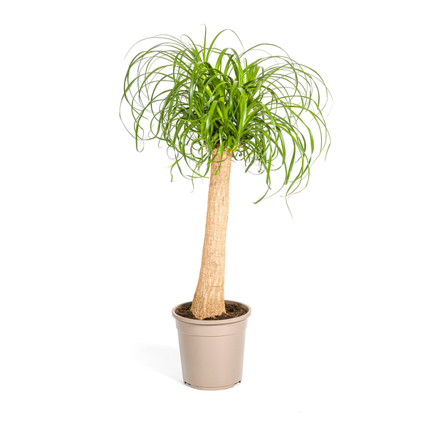 "Olifantspoot", Groene Kamerplant op stam, onderhoudsarm, Tropische uitstraling, Beaucarnea Recurvata Stam Ø24cm - ↕90-100cm