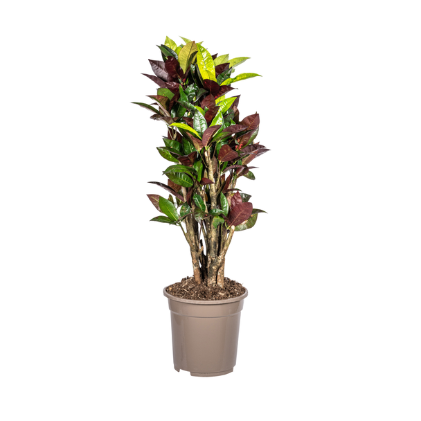 "Croton Iceton", Kleurrijk Blad, Tropische sferen, Kamerplant, Codiaeum  Croton  Iceton Ø21cm - ↕70-80cm