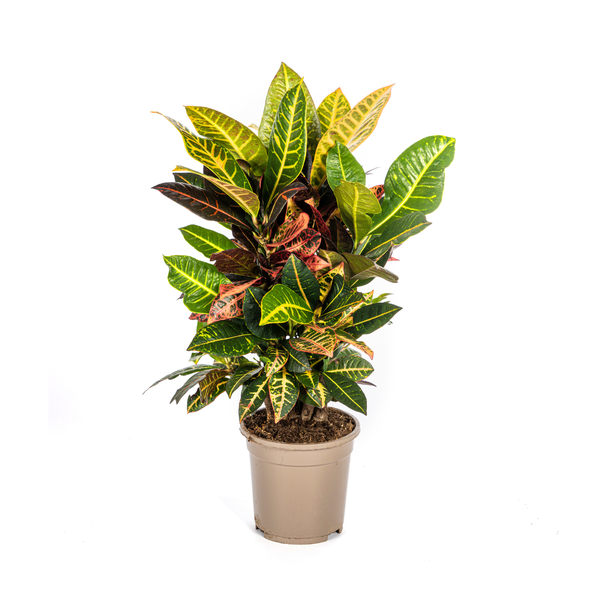 "Croton Petra", Bontgekleurd Blad met nerf, Kamerplant, Tropishe sferen, Codiaeum  Croton  Petra Ø17cm - ↕50cm