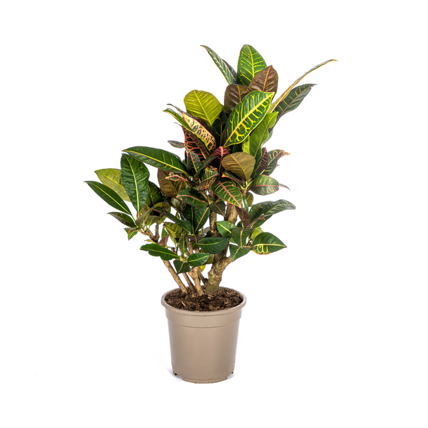 "Croton Petra", Bontgekleurd Blad met nerf, Kamerplant, Tropishe sferen, Codiaeum  Croton  Petra Ø21cm - ↕70-80cm