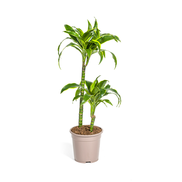 Dracaena-plant Dorado, Donkergroene Bladeren met Subtiele Gele Randen.Tropische Uitstraling, Groene Kamerplant,Dracaena Deremensis DoradoØ19cm - ↕80cm