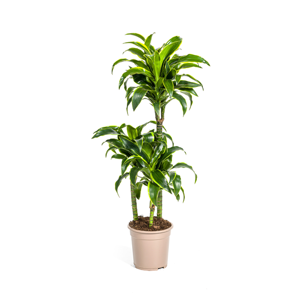 Dracaena-plant Dorado, Donkergroene Bladeren met Subtiele Gele Randen.Tropische Uitstraling, Groene Kamerplant,Dracaena Deremensis DoradoØ21cm - ↕110cm