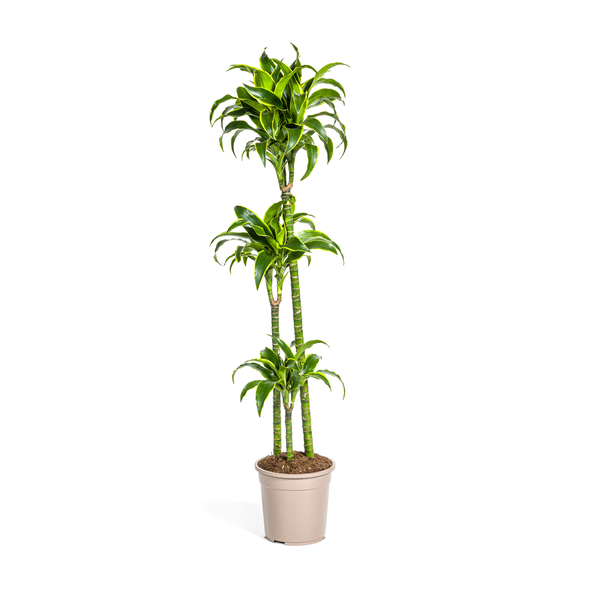 Dracaena-plant Dorado, Donkergroene Bladeren met Subtiele Gele Randen.Tropische Uitstraling, Groene Kamerplant,Dracaena Deremensis Dorado Ø24cm - ↕130cm