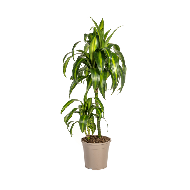 Dracaena-plant 'Hawaiian Sunshine' , Groen Blad met Lichte Strepen.Tropische Uitstraling, Groene Kamerplant,Dracaena Deremensis Hawaiian SunshineØ19cm - ↕80cm