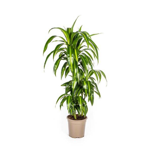 Dracaena-plant 'Hawaiian Sunshine' , Groen Blad met Lichte Strepen.Tropische Uitstraling, Groene Kamerplant,Dracaena Deremensis Hawaiian Sunshine Ø21cm - ↕100cm