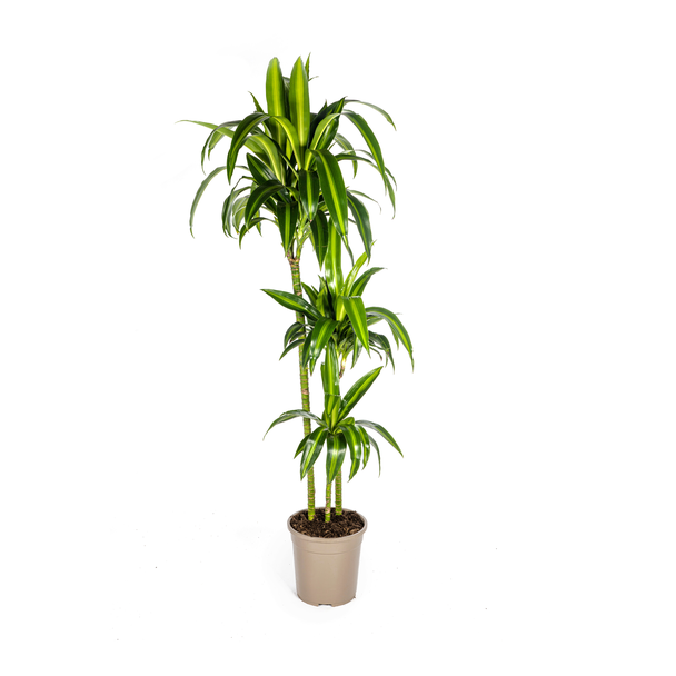 Dracaena-plant 'Hawaiian Sunshine' , Groen Blad met Lichte Strepen.Tropische Uitstraling, Groene Kamerplant,Dracaena Deremensis Hawaiian Sunshine Ø24cm - ↕140cm