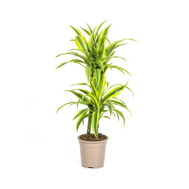 Dracaena-plant Lemon Lime, Felgroen Blad met Brede Gele Randen.Tropische Uitstraling, Groene Kamerplant,Dracaena Deremensis Lemon Lime Ø19cm - ↕80cm