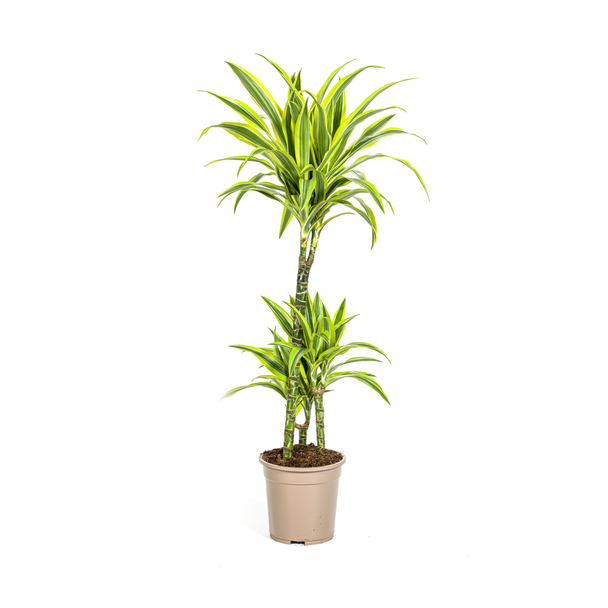 Dracaena-plant Lemon Lime, Felgroen Blad met Brede Gele Randen.Tropische Uitstraling, Groene Kamerplant,Dracaena Deremensis Lemon Lime Ø21cm - ↕100cm