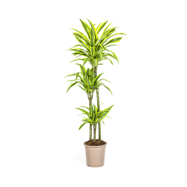 Dracaena-plant Lemon Lime, Groen Blad met Witte Randen.Tropische Uitstraling, Groene Kamerplant,Dracaena Deremensis Lemon Lime Ø24cm - ↕140cm