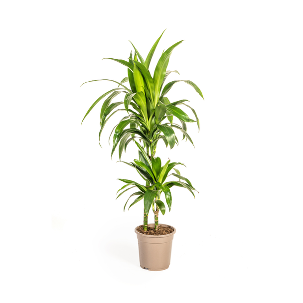 Dracaena-plant Lisa, Donkergroen Blad.Tropische Uitstraling, Groene Kamerplant,Dracaena Deremensis Lisa Ø19cm - ↕80cm