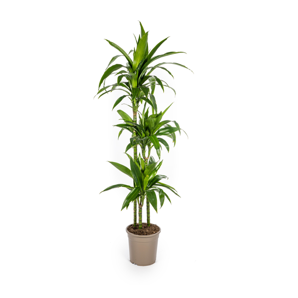 Dracaena-plant Lisa, Donkergroen Blad.Tropische Uitstraling, Groene Kamerplant,Dracaena Deremensis Lisa Ø24cm - ↕140cm