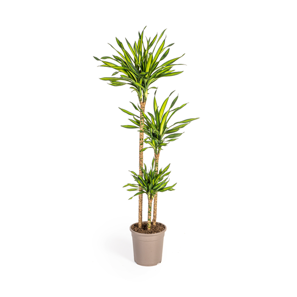 Dracaena-plant Rikki, Groen Blad met Witte Randen.Tropische Uitstraling, Groene Kamerplant,Dracaena Deremensis Rikki Ø24cm - ↕140cm