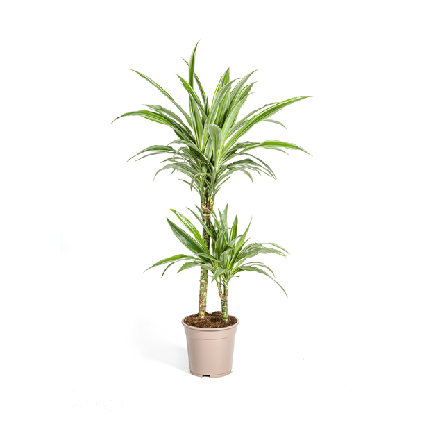 De Drakenboom, Blad met Gele of Lichtgroene Randen.Tropische Uitstraling, Groene Kamerplant, Dracaena Deremensis White Stripe Ø19cm - ↕80cm