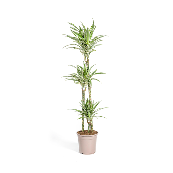 De Drakenboom, Blad Groen met Witte Strepen a/d Randen.Tropische Uitstraling, Groene Kamerplant, Dracaena Deremensis White Stripe Ø24cm - ↕140cm