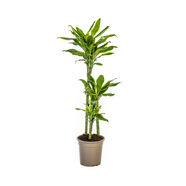 Goudrand-Drakenbloedboom, Groen/Gele Bladeren.Tropische Uitstraling, Groene Kamerplant, Dracaena Fragrans Golden Coast Ø21cm - ↕100cm