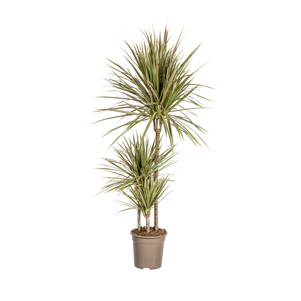 Drakenbloedboom, Blad Groen met Crème-/Lichtroze Strepen a/d Randen.Tropische Uitstraling, Groene Kamerplant, Dracaena Marginata Bicolor Ø21cm - ↕120cm