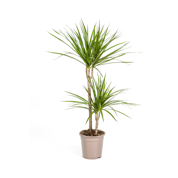 De Groene Drakenboom, Smalle, Puntige, Diep Groene Bladeren.Tropische Uitstraling, Groene Kamerplant, Dracaena Marginata Green Ø19cm - ↕80cm