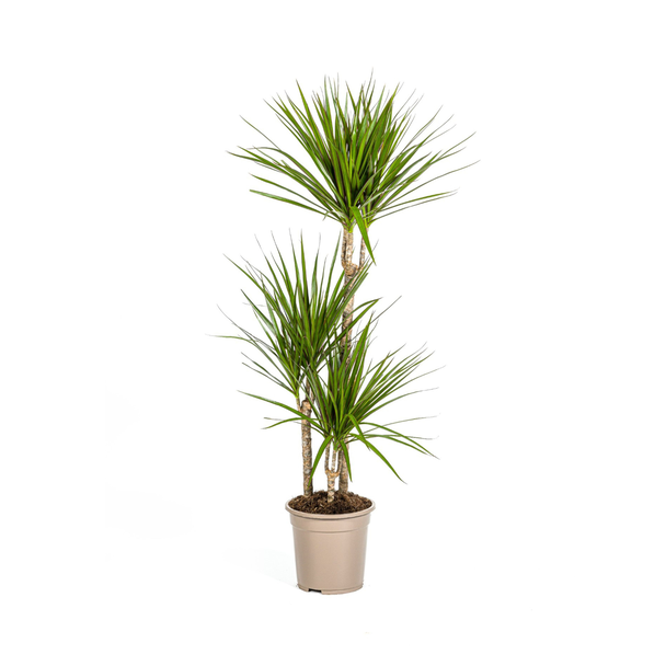 De Groene Drakenboom, Smalle, Puntige, Diep Groene Bladeren.Tropische Uitstraling, Groene Kamerplant, Dracaena Marginata Green Ø21cm - ↕120cm