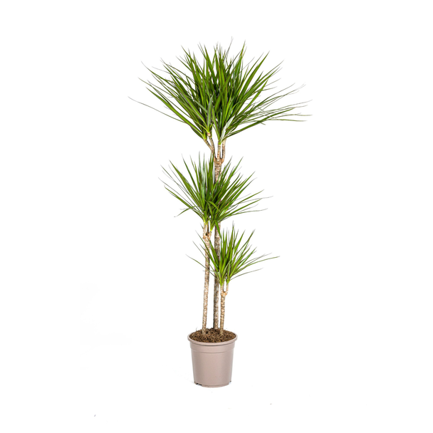 De Groene Drakenboom, Smalle, Puntige, Diep Groene Bladeren.Tropische Uitstraling, Groene Kamerplant, Dracaena Marginata Green Ø24cm - ↕140cm