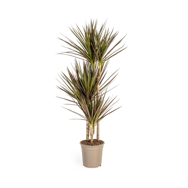 De Drakenboom, Bladeren met Dieprode tot Magenta Rand.Tropische Uitstraling, Groene Kamerplant, Dracaena Marginata Magenta Ø21cm - ↕120cm