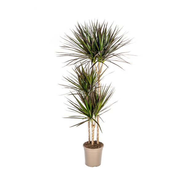 Magenta Drakenboom, bladeren met dieprode tot magenta rand.Tropische Uitstraling, Groene Kamerplant, Dracaena Marginata Magenta Ø24cm - ↕140cm