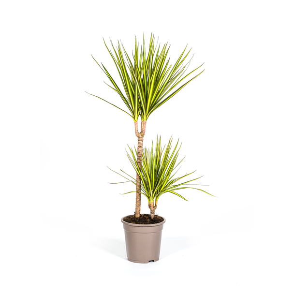 De Drakenboom, Blad met Gele of Lichtgroene Randen.Tropische Uitstraling, Groene Kamerplant, Dracaena Marginata Sunray Ø19cm - ↕80-100cm