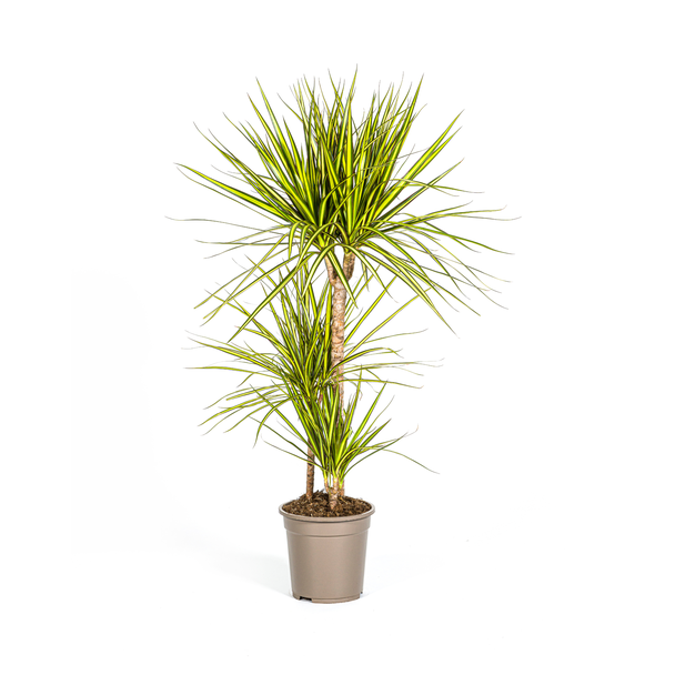 De Drakenboom, Blad met Gele of Lichtgroene Randen.Tropische Uitstraling, Groene Kamerplant, Dracaena Marginata Sunray Ø21cm -↕100-110cm