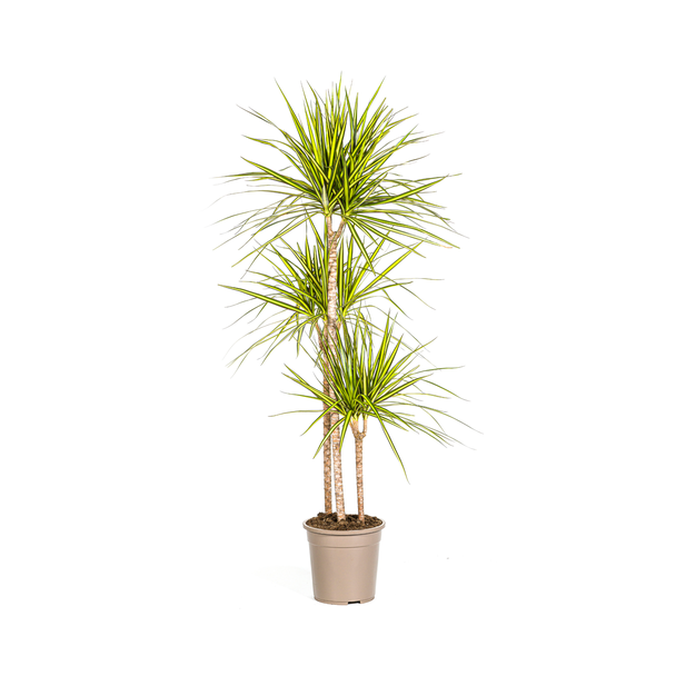 De Drakenboom, Blad met Gele of Lichtgroene Randen.Tropische Uitstraling, Groene Kamerplant, Dracaena Marginata Sunray Ø24cm - ↕140cm