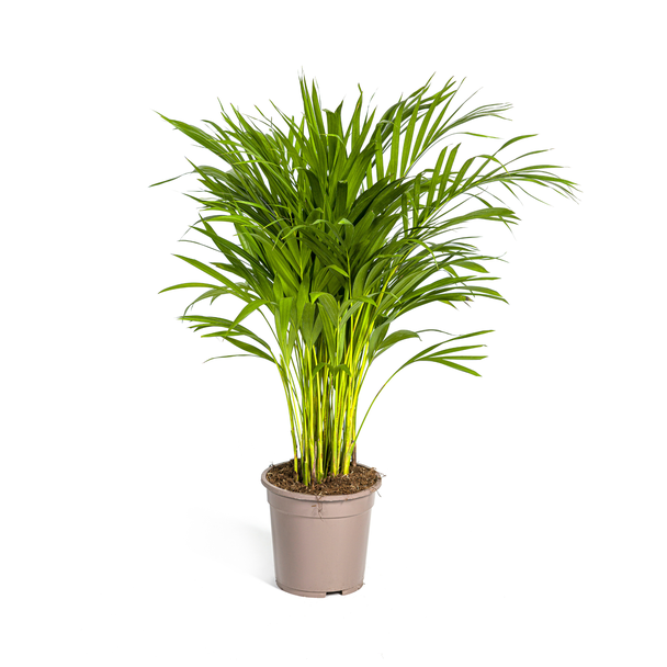 De Areca-Palm of Goudpalm, Tropische sfeer, Groene Plant, Dypsis Areca Lutescens Ø19cm - ↕90cm