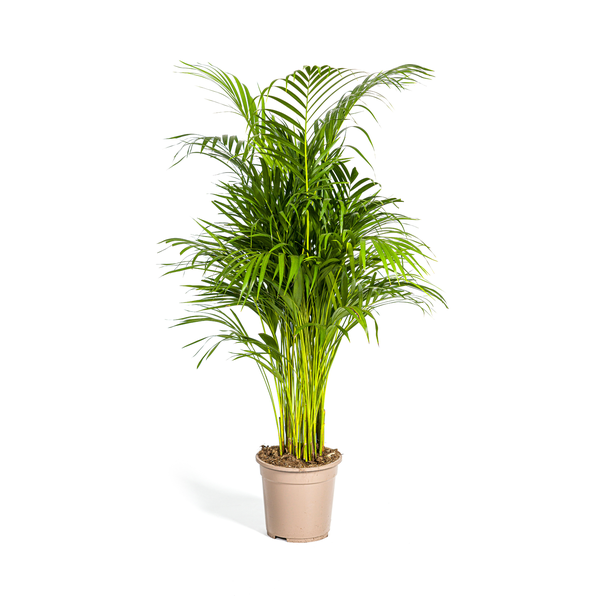 De Areca-Palm of Goudpalm, Tropische sfeer, Groene Plant,  Dypsis Areca Lutescens Ø21cm - ↕110cm