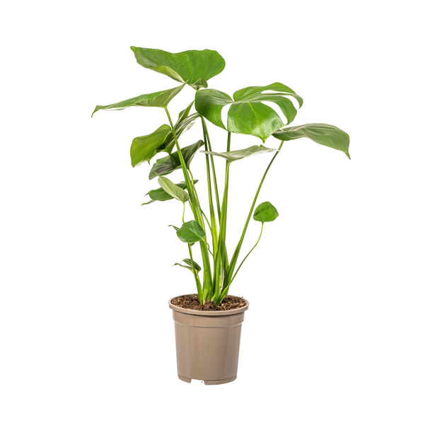 De Monstera Tauerii, Hartvormige Bladeren, Gatenplant, Groene Kamerplant, Monstera Deliciosa Tauerii Ø17cm - ↕60cm