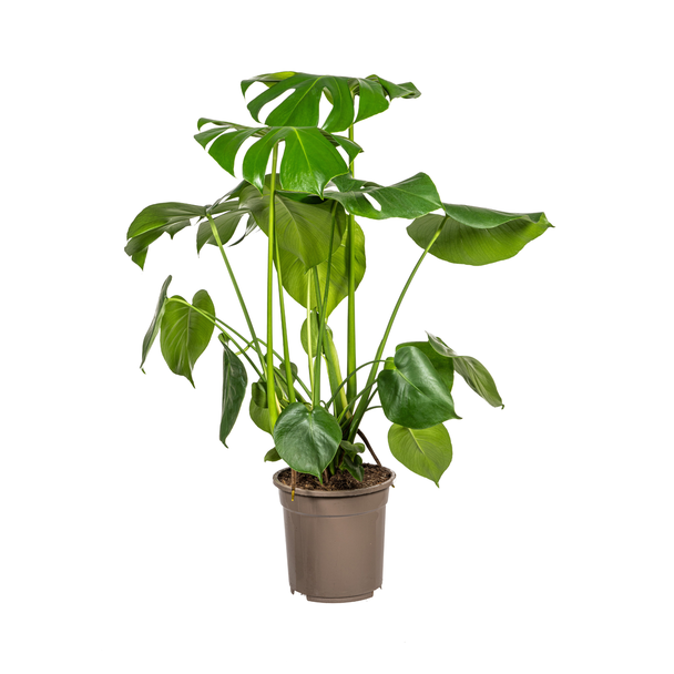 De Monstera Tauerii, Hartvormige Bladeren, Gatenplant, Groene Kamerplant, Monstera Deliciosa Tauerii Ø21cm - ↕80cm