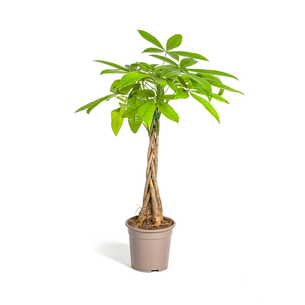 De Geldboom of Watercacao, Groene Plant, Symboliek van Geluk en Welvaart, Pachira Aquatica Ø21cm - ↕100cm