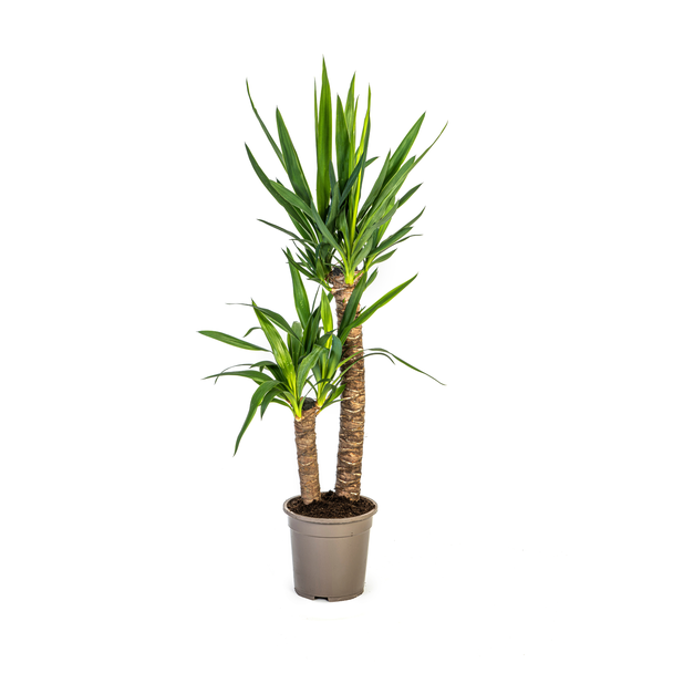 ReuzenYucca ookwel Palmlelie, Groene Kamerplant, Tropische sferen, Yucca Elephantipes Ø19cm - ↕80cm