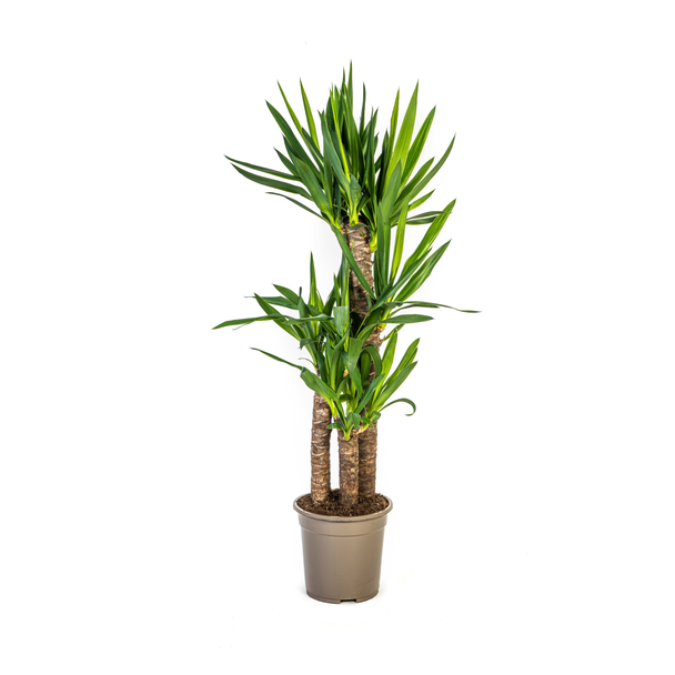 ReuzenYucca ookwel Palmlelie, Groene Kamerplant, Tropische sferen, Yucca Elephantipes Ø21cm - ↕100cm