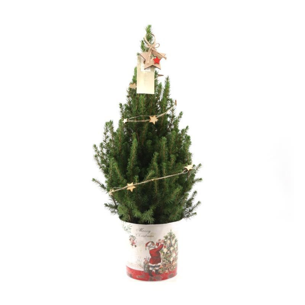 2 stuks Kleine kerstbomen in kerstmis sierpot ca 70 cm hoog Sterverlichting met batterijen - Picea Glauca Conica