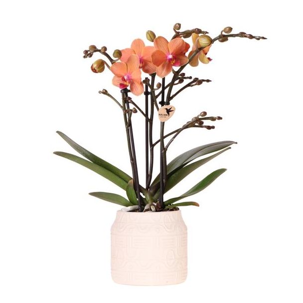 Kado Tip! Vlinder Orchidee  Bolzano  , Kleur Oranje,  Hieroglyph Sierpot Off White, Bloeiende Kamerplant,  Phalaenopsis Orchideeën, Potmaat 09cm