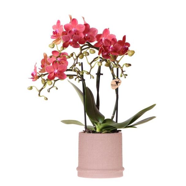 Kado Tip! Vlinder Orchidee  Congo , Kleur Rood,  Bali Sierpot Sand, Bloeiende Kamerplant,  Phalaenopsis Orchideeën, Potmaat 09cm